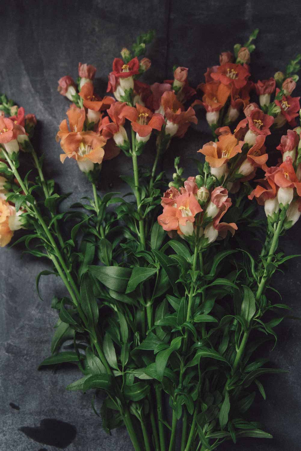 Luella Acres - Flower Catalog
